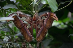 2015_05_28_Zoo_Emmen_078