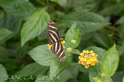 2015_05_28_Zoo_Emmen_080
