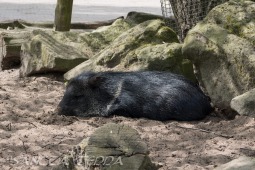 2019_04_24_Tierpark_Nordhorn_012