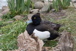 2019_04_24_Tierpark_Nordhorn_048