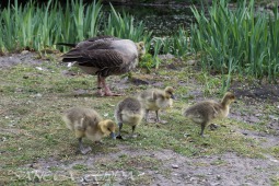 2019_04_24_Tierpark_Nordhorn_050