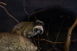 2024_03_26_Zoo_Emmen_001