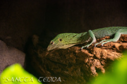 2024_03_26_Zoo_Emmen_003