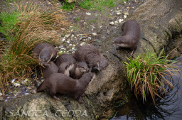 2024_03_26_Zoo_Emmen_016