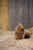 2024_03_26_Zoo_Emmen_020