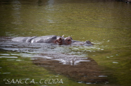 2024_03_26_Zoo_Emmen_022
