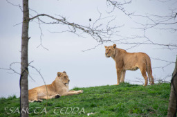 2024_03_26_Zoo_Emmen_027