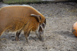 2024_03_26_Zoo_Emmen_028