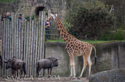2024_03_26_Zoo_Emmen_029