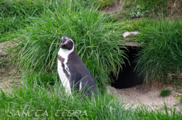 2024_03_26_Zoo_Emmen_037