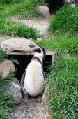 2024_03_26_Zoo_Emmen_038