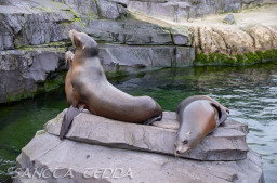2024_03_26_Zoo_Emmen_041