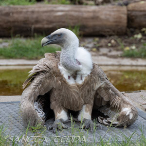Zoo Duisburg Artikel