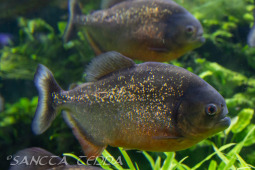 2024_05_20_Zoo_Duisburg_006