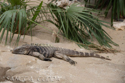 2024_05_20_Zoo_Duisburg_007