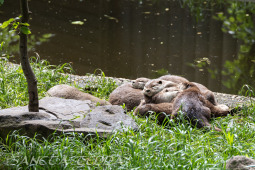 2024_05_20_Zoo_Duisburg_009