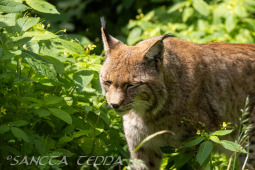 2024_05_20_Zoo_Duisburg_017
