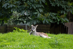 2024_05_20_Zoo_Duisburg_018