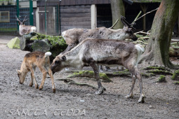 2024_05_20_Zoo_Duisburg_020