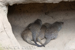 2024_05_20_Zoo_Duisburg_025