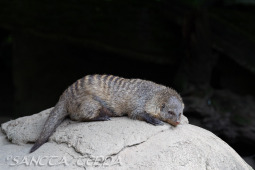 2024_05_20_Zoo_Duisburg_026