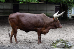 2024_05_20_Zoo_Duisburg_028