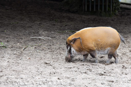 2024_05_20_Zoo_Duisburg_029