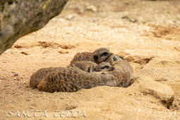 2024_05_20_Zoo_Duisburg_030