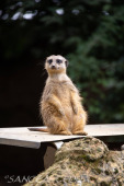 2024_05_20_Zoo_Duisburg_031
