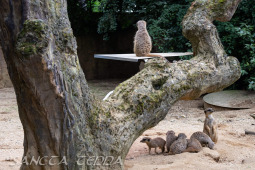 2024_05_20_Zoo_Duisburg_032