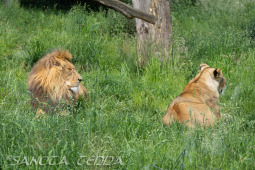 2024_05_20_Zoo_Duisburg_033