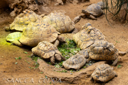 2024_05_20_Zoo_Duisburg_034