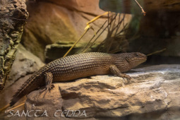 2024_05_20_Zoo_Duisburg_035