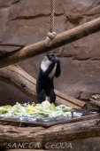 2024_05_20_Zoo_Duisburg_036