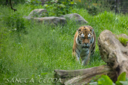 2024_05_20_Zoo_Duisburg_038