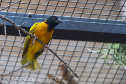 2024_05_20_Zoo_Duisburg_041