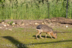 2024_05_20_Zoo_Duisburg_043