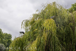 2024_07_10_England_060