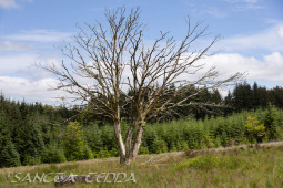 2024_07_10_England_238