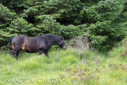 2024_07_10_England_247