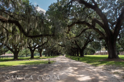 2024_08_17_Charleston_037