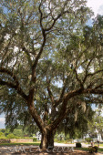 2024_08_17_Charleston_038