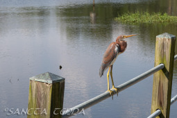 2024_08_17_Charleston_052
