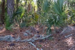 2024_08_17_Charleston_054
