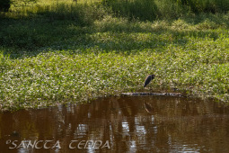2024_08_17_Charleston_056