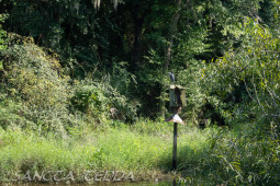 2024_08_17_Charleston_057