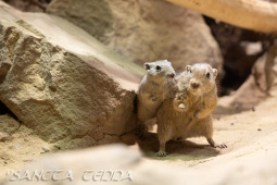 2024_10_05_Tierpark_Bochum_003