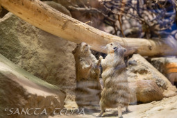 2024_10_05_Tierpark_Bochum_004