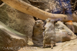 2024_10_05_Tierpark_Bochum_005
