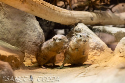 2024_10_05_Tierpark_Bochum_006